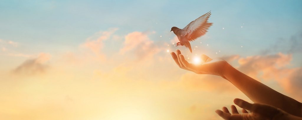Photo of hand releasing a dove into a sunrise
